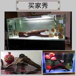 沉木在魚缸中的作用是什么？：水族愛好者的交流社區沉木在魚缸中的作用不僅僅是裝飾