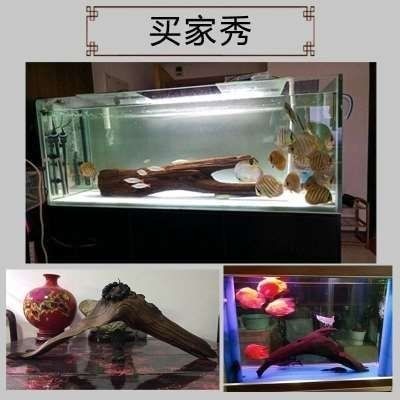沉木在魚缸中的作用是什么？：水族愛好者的交流社區沉木在魚缸中的作用不僅僅是裝飾 沉木在魚缸中的作用是什么？：水族愛好者的交流社區沉木在魚缸中的作用不僅僅是裝飾 魚缸百科 第4張