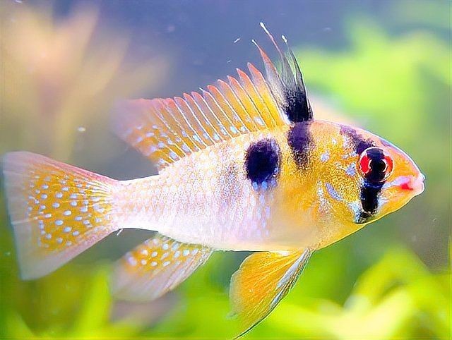 荷蘭鳳凰魚 荷蘭鳳凰魚 龍魚論壇 第7張