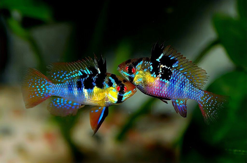 荷蘭鳳凰魚 荷蘭鳳凰魚 龍魚論壇 第11張
