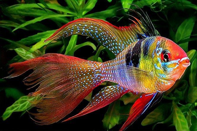 荷蘭鳳凰魚 荷蘭鳳凰魚 龍魚論壇 第17張