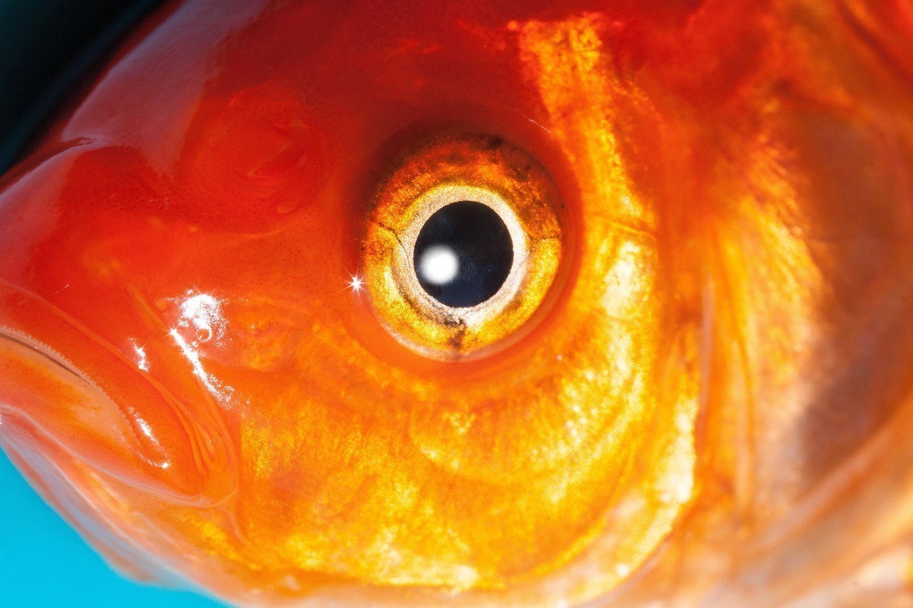 黃鰭鯧魚是淡水魚嗎