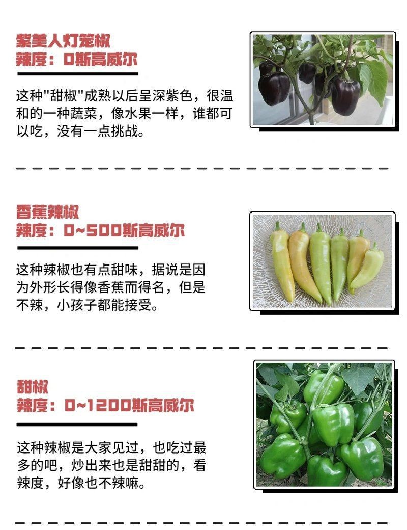 如何區分純種紅龍與雜交紅龍？