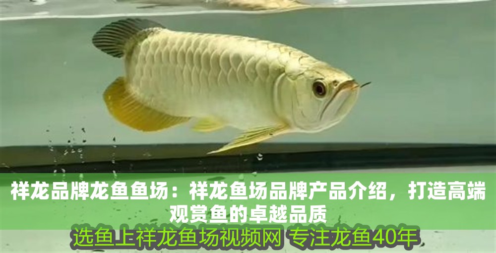 祥龍品牌龍魚魚場：祥龍魚場品牌產品介紹，打造高端觀賞魚的卓越品質