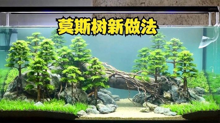 魚缸莫斯樹該怎么搭配：魚缸莫斯樹造型創(chuàng)意分享，如何選擇適合魚缸的莫斯樹品種？ 魚缸莫斯樹該怎么搭配：魚缸莫斯樹造型創(chuàng)意分享，如何選擇適合魚缸的莫斯樹品種？ 魚缸百科 第3張