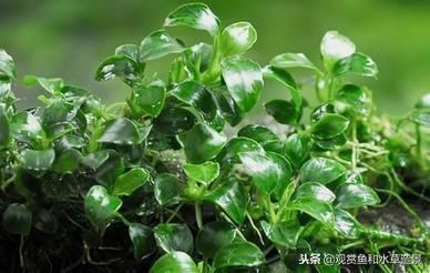 魚缸莫斯樹該怎么搭配：魚缸莫斯樹造型創(chuàng)意分享，如何選擇適合魚缸的莫斯樹品種？ 魚缸莫斯樹該怎么搭配：魚缸莫斯樹造型創(chuàng)意分享，如何選擇適合魚缸的莫斯樹品種？ 魚缸百科 第5張