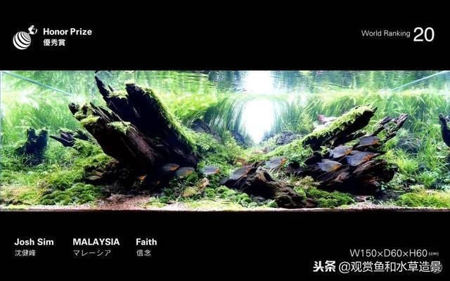 魚缸莫斯樹該怎么搭配：魚缸莫斯樹造型創(chuàng)意分享，如何選擇適合魚缸的莫斯樹品種？ 魚缸莫斯樹該怎么搭配：魚缸莫斯樹造型創(chuàng)意分享，如何選擇適合魚缸的莫斯樹品種？ 魚缸百科 第1張