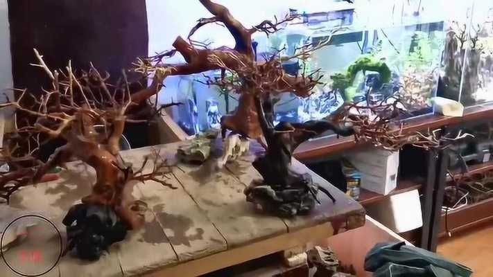 魚缸莫斯樹該怎么搭配：魚缸莫斯樹造型創(chuàng)意分享，如何選擇適合魚缸的莫斯樹品種？ 魚缸莫斯樹該怎么搭配：魚缸莫斯樹造型創(chuàng)意分享，如何選擇適合魚缸的莫斯樹品種？ 魚缸百科 第2張