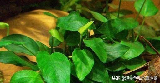魚缸莫斯樹該怎么搭配：魚缸莫斯樹造型創(chuàng)意分享，如何選擇適合魚缸的莫斯樹品種？ 魚缸莫斯樹該怎么搭配：魚缸莫斯樹造型創(chuàng)意分享，如何選擇適合魚缸的莫斯樹品種？ 魚缸百科 第4張