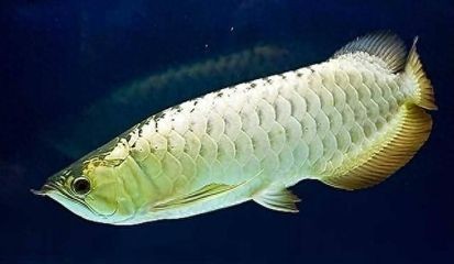 銀龍魚(yú)的眼睛需要刮脂嗎（銀龍魚(yú)的眼睛不需要刮脂嗎）