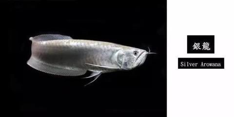 銀龍魚(yú)的眼睛需要刮脂嗎（銀龍魚(yú)的眼睛不需要刮脂嗎）