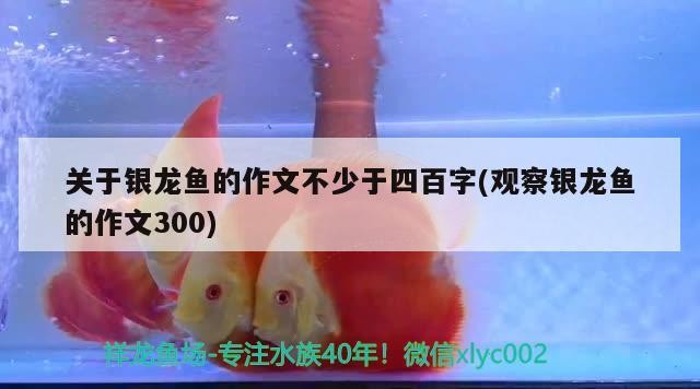 紅龍魚發色水溫(紅龍魚在什么時候發色)