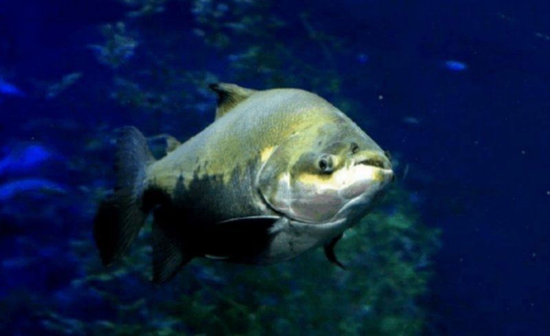 高身銀板魚能長多大