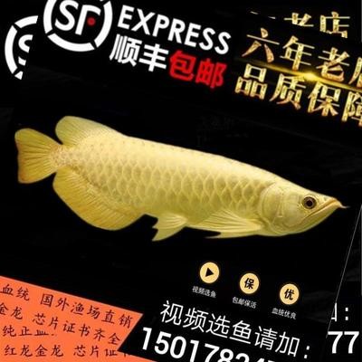 中山市小欖鎮(zhèn)尚野水族店 中山市小欖鎮(zhèn)尚野水族店 全國水族館企業(yè)名錄