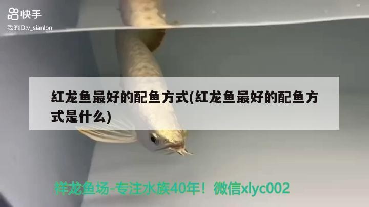 紅龍魚最好的配魚方式(紅龍魚最好的配魚方式是什么)