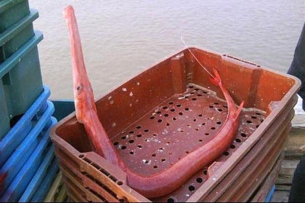 龍魚鱗片潰爛：龍魚鱗片潰爛怎么辦