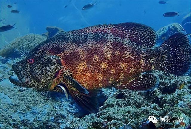 十大常見石斑魚種類