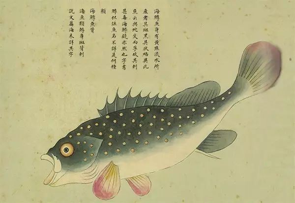 十大常見石斑魚種類