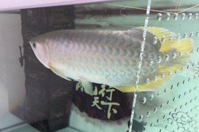 龍魚打架隔離的有效性（龍魚打架是一種有效的解決方法但其效果可能會有所不同）