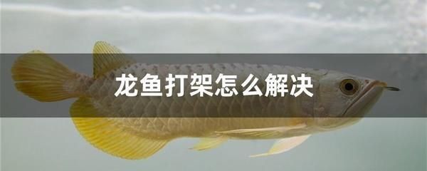龍魚打架隔離的有效性（龍魚打架是一種有效的解決方法但其效果可能會有所不同）