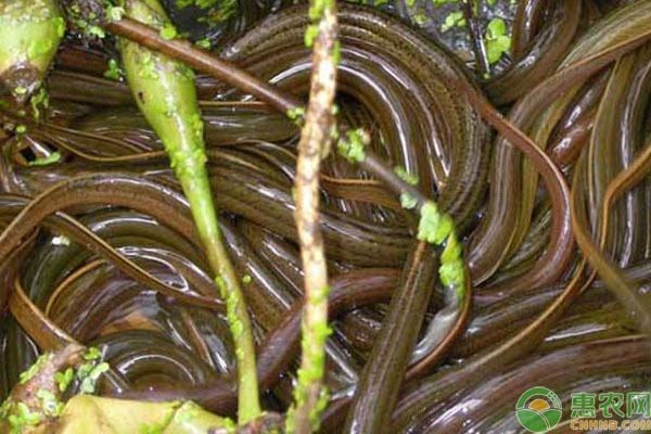 黃鱔魚缸：養殖黃鱔需要注意以下幾個方面，黃鱔養殖防逃技巧
