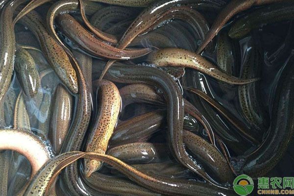 黃鱔魚缸：養殖黃鱔需要注意以下幾個方面，黃鱔養殖防逃技巧