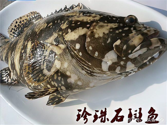 石斑魚價格表 石斑魚價格表 龍魚論壇 第5張