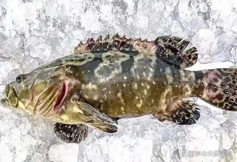 石斑魚價格表 石斑魚價格表 龍魚論壇 第2張
