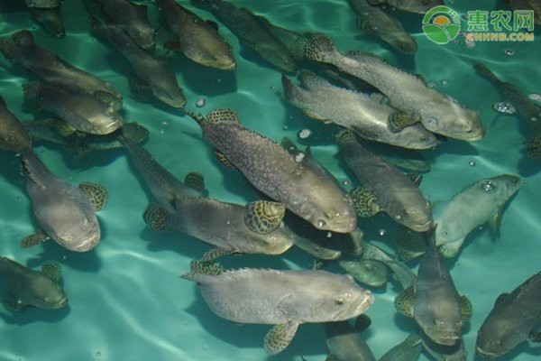 石斑魚價格表 石斑魚價格表 龍魚論壇 第7張