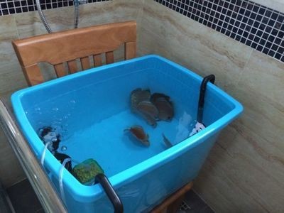 底濾魚缸改裝魚馬桶好嗎（底濾魚缸改裝魚馬桶可以有效地收集魚類產(chǎn)生的污染物）