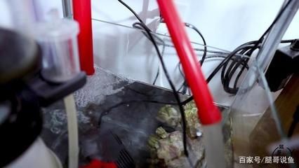 底濾魚缸改裝魚馬桶好嗎（底濾魚缸改裝魚馬桶可以有效地收集魚類產(chǎn)生的污染物）
