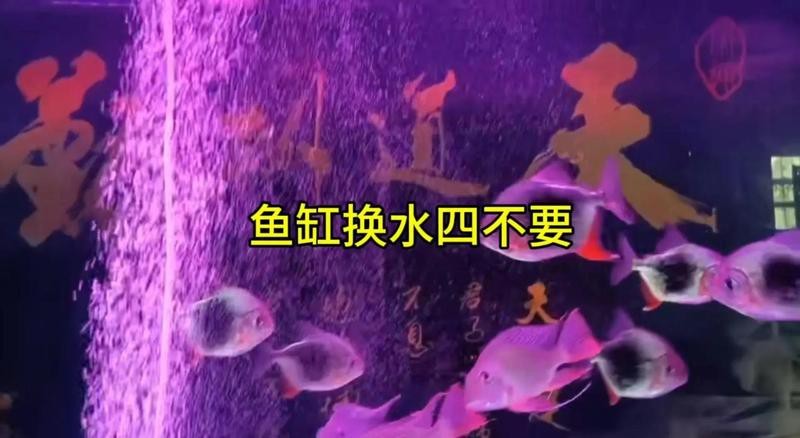 魚缸換水最忌三個時間 魚缸換水最忌三個時間 龍魚論壇 第1張