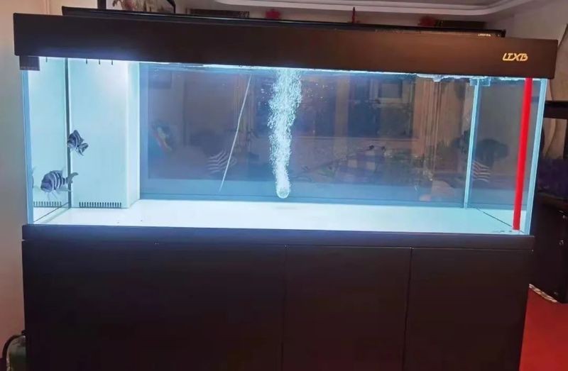 魚缸換水最忌三個時間 魚缸換水最忌三個時間 龍魚論壇 第2張