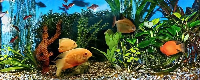 魚缸換水最忌三個時間 魚缸換水最忌三個時間 龍魚論壇 第6張