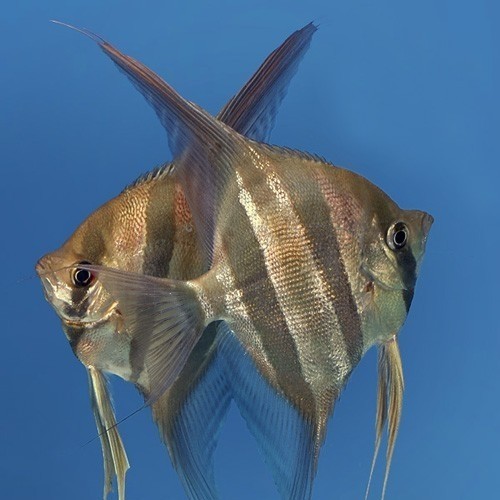 神仙燕魚品種及圖片大全 神仙燕魚品種及圖片大全 龍魚論壇 第2張