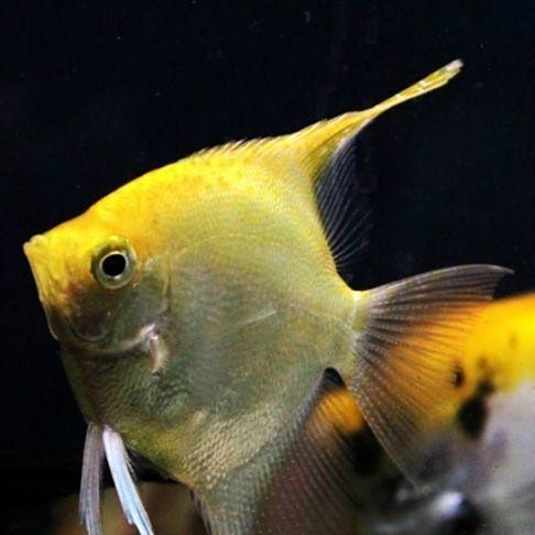 神仙燕魚品種及圖片大全 神仙燕魚品種及圖片大全 龍魚論壇 第3張