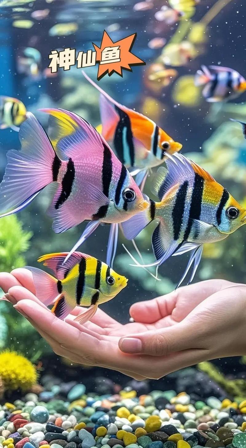 神仙燕魚品種及圖片大全 神仙燕魚品種及圖片大全 龍魚論壇 第5張