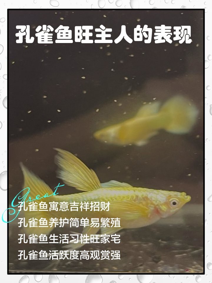 孔雀魚旺主人的表現