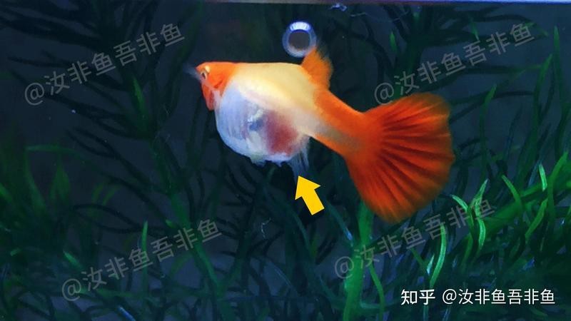 孔雀魚旺主人的表現