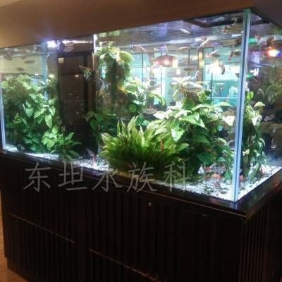 魚缸的消毒頻率是多少？：海鮮魚缸消毒頻率根據不同的情況來定，魚缸消毒應注意以下幾點