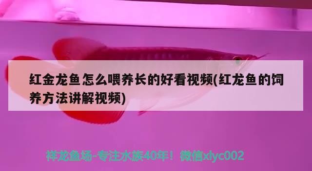 紅金龍魚(yú)怎么喂養(yǎng)長(zhǎng)的好看視頻(紅龍魚(yú)的飼養(yǎng)方法講解視頻) 紅金龍魚(yú)怎么喂養(yǎng)長(zhǎng)的好看視頻(紅龍魚(yú)的飼養(yǎng)方法講解視頻) 魚(yú)缸百科