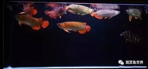 單養龍魚好處（單養龍魚有什么好處？）