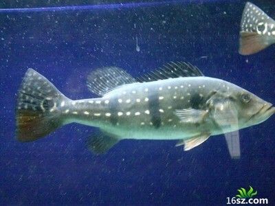單養龍魚好處（單養龍魚有什么好處？）