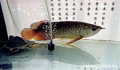 龍魚白天趴缸晚上活動