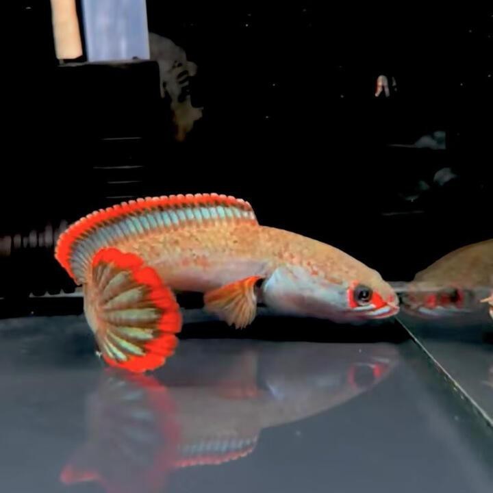 國內(nèi)雷龍魚批發(fā)商是誰