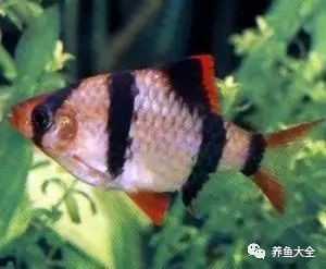 虎皮魚是什么魚 虎皮魚是什么魚 龍魚論壇 第2張