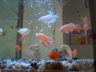 虎皮魚是什么魚 虎皮魚是什么魚 龍魚論壇 第4張