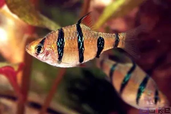 虎皮魚是什么魚 虎皮魚是什么魚 龍魚論壇 第3張