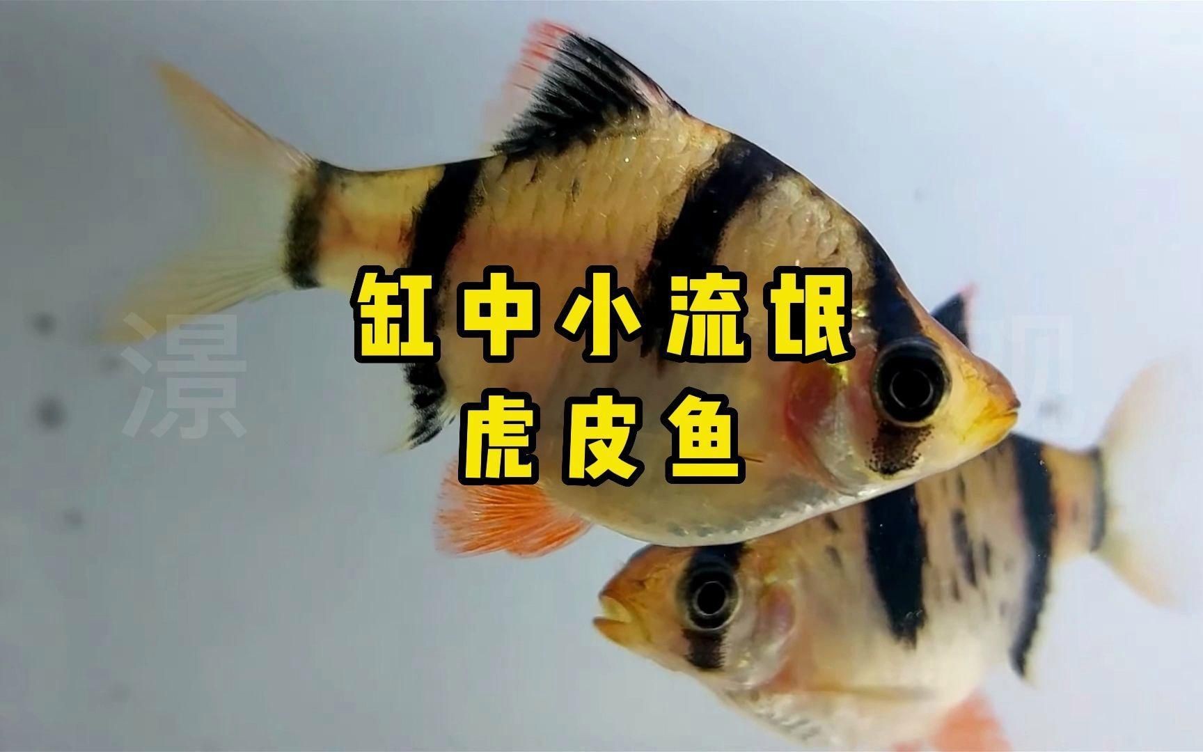 虎皮魚是什么魚 虎皮魚是什么魚 龍魚論壇 第5張