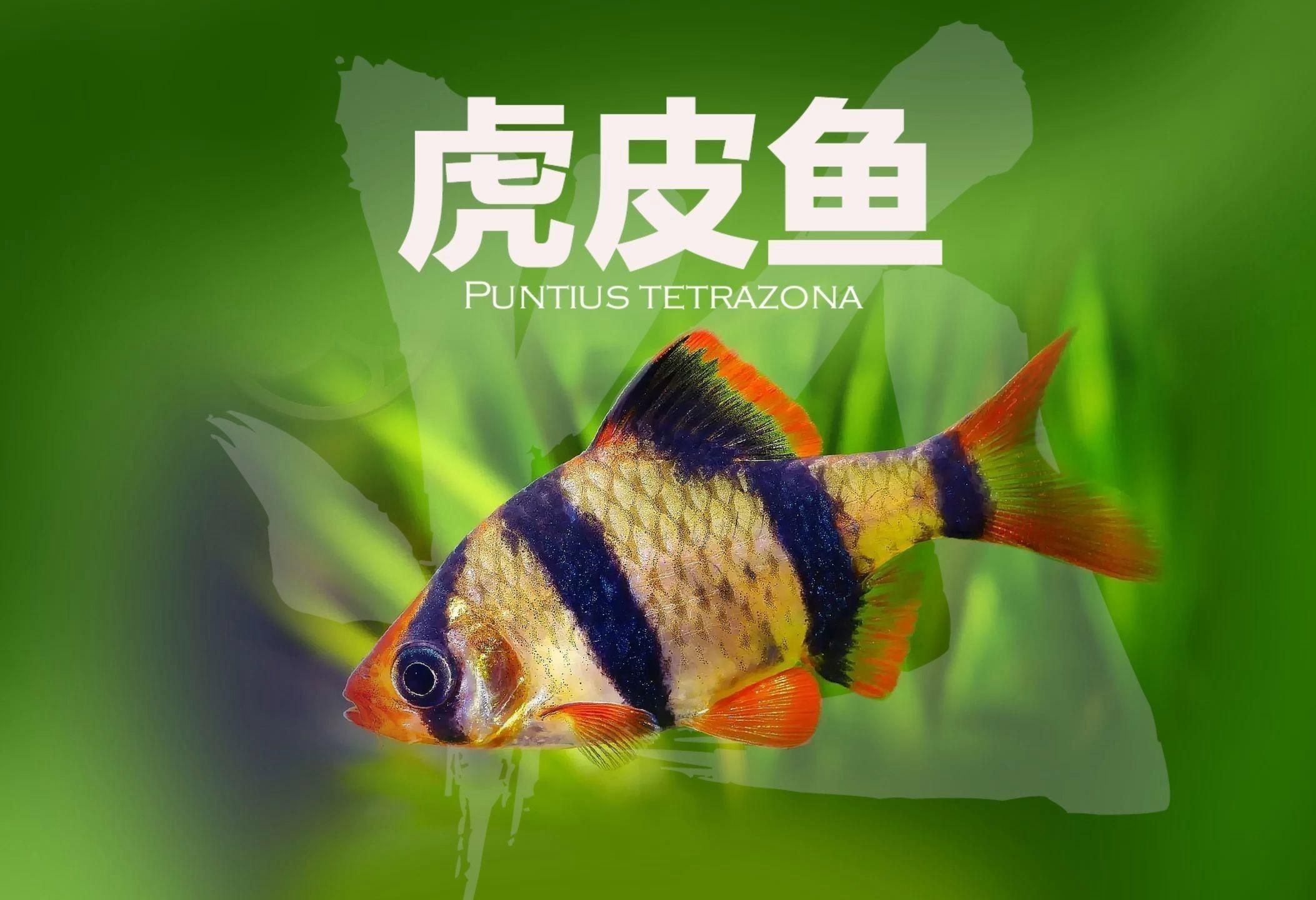 虎皮魚是什么魚 虎皮魚是什么魚 龍魚論壇 第6張